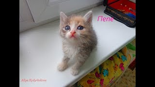 ТРЕХЦВЕТНЫЙ ОЧАРОВАТЕЛЬНЫЙ КОТЁНОК 1,5 месяца. Пепе дочь Дарёны. CALICO CAT. ТРЕХЦВЕТНЫЙ ОЧАРОВАТЕЛЬНЫЙ КОТЁНОК 1,5 месяца. Пепе дочь Дарёны. CALICO CAT.