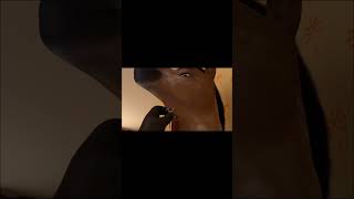 Horse Vore With Sound