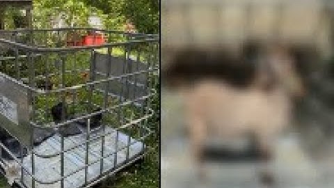 Making an IBC tote hay feeder with Rustic Roots Homestead￼