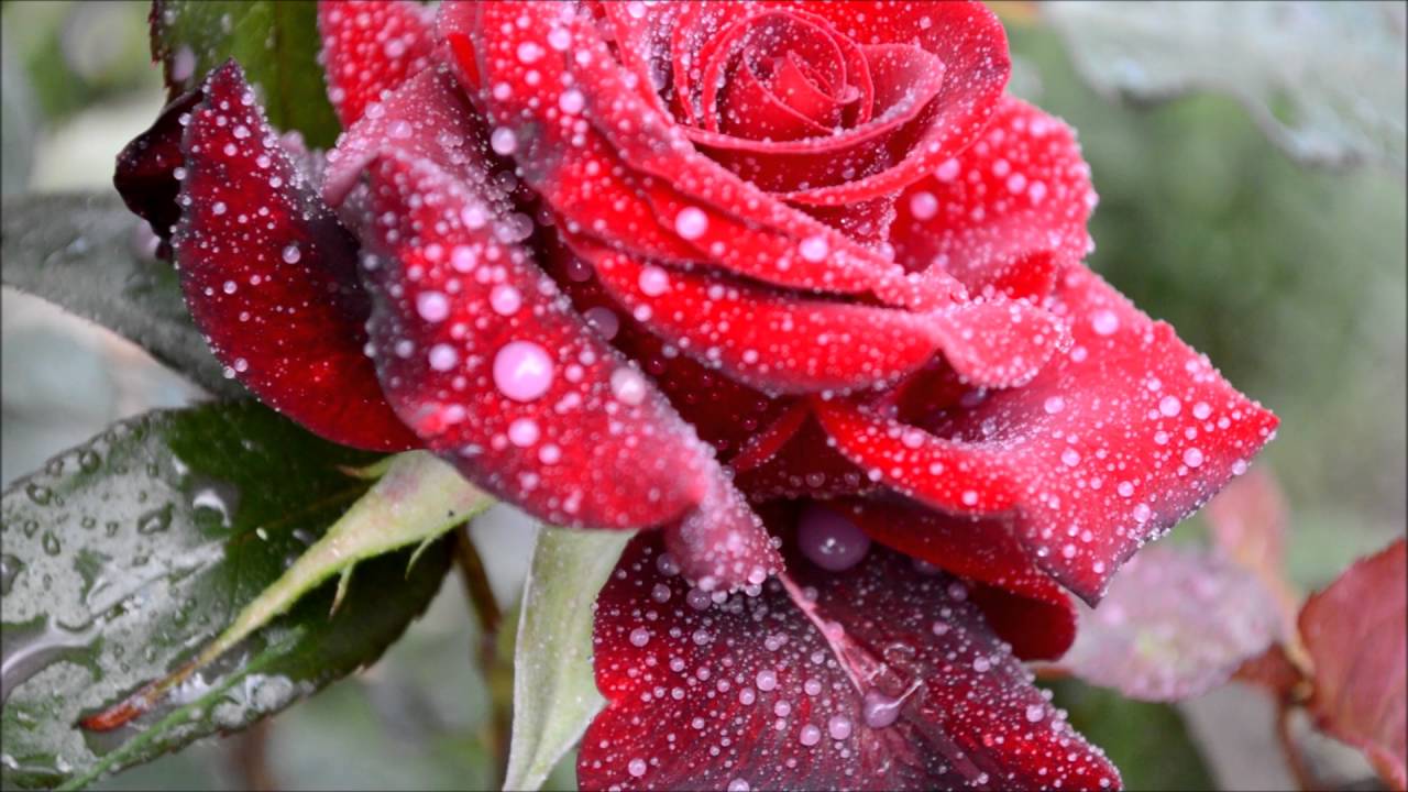 Мучнистая роса! Веду бой! Розы и мучнистая роса! Roses and powdery mildew