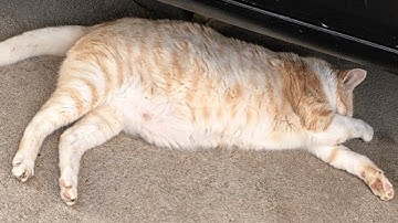 Lazy Cat Sleeping Short Video