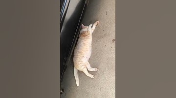 Lazy Cat Sleeping Short Video