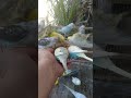 Discover the Peaceful Charm of Rainbow Budgies
