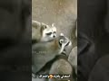  راكون مؤدب لم يقترب مع اصدقائه يشارك في الاكل ووقف بعيد ومد يده لكي الرجل يشاهده