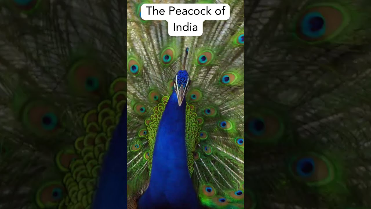 7 Unique Animals You Can Only Find in India || 