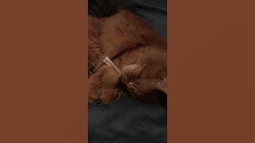 Kitty playing with her new catnip toy