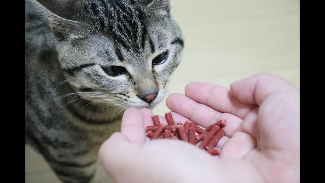 猫が初めてビーフジャーキーをたくさん食べるとこうなります Youtube