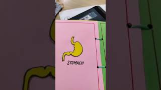 Internal Organs of Human Body - scrapbook