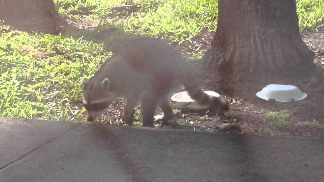 Raccoons daytime - YouTube