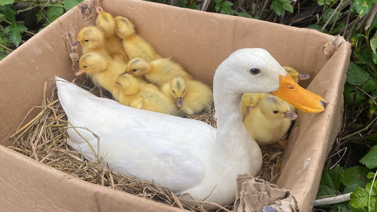 Sound Really Duck Hatching In Nest - Duck Hatching In Nest Using Cardboard Beautiful