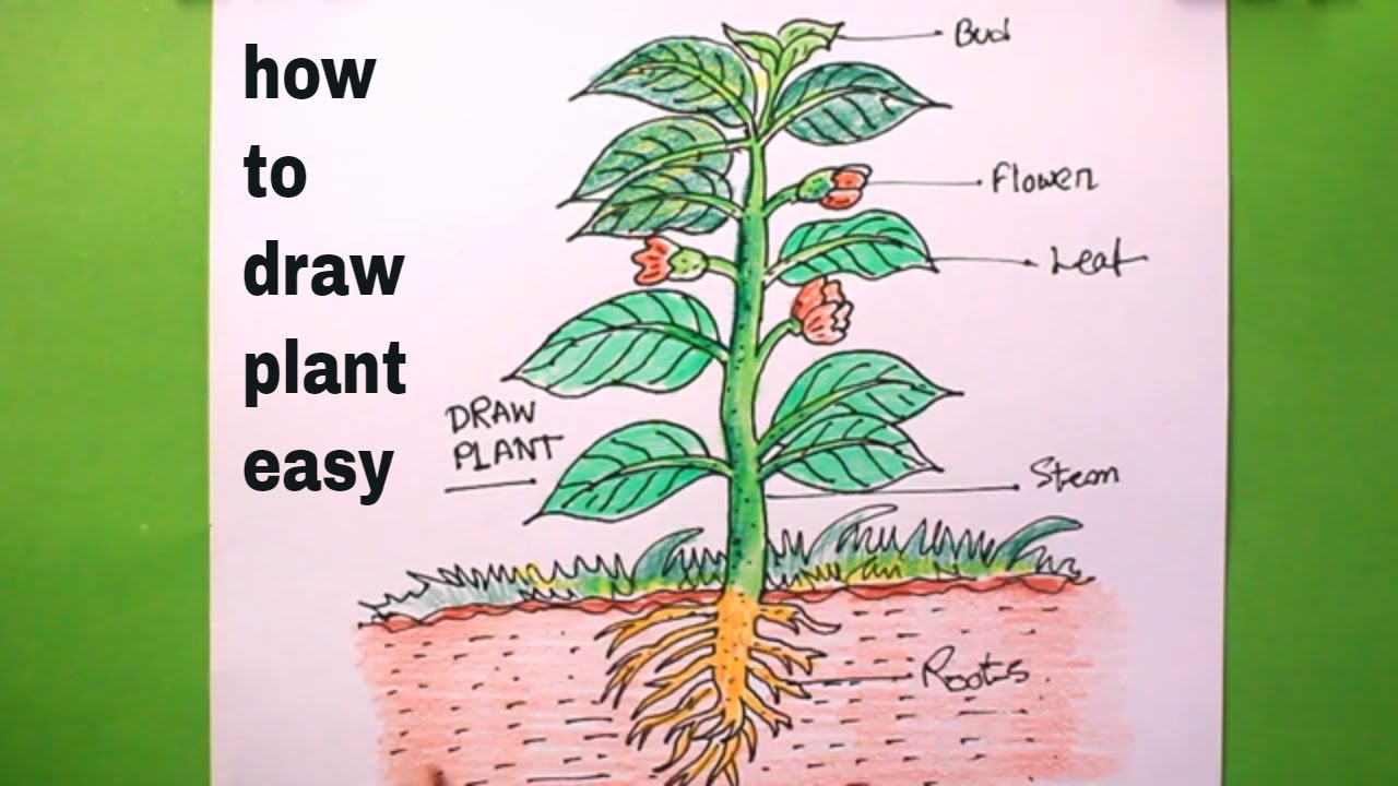 Lets plant. A Plant с текстом рисунки. Человек растение рисунок. Клещевина рисунок. EASYPLANT программа описание.