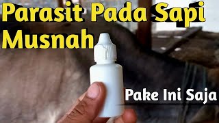 OBAT KUTU, CACING, CAPLAK, SCABIES DLL UNTUK SAPI - AMPUH MENGATASI PARASIT PADA SAPI