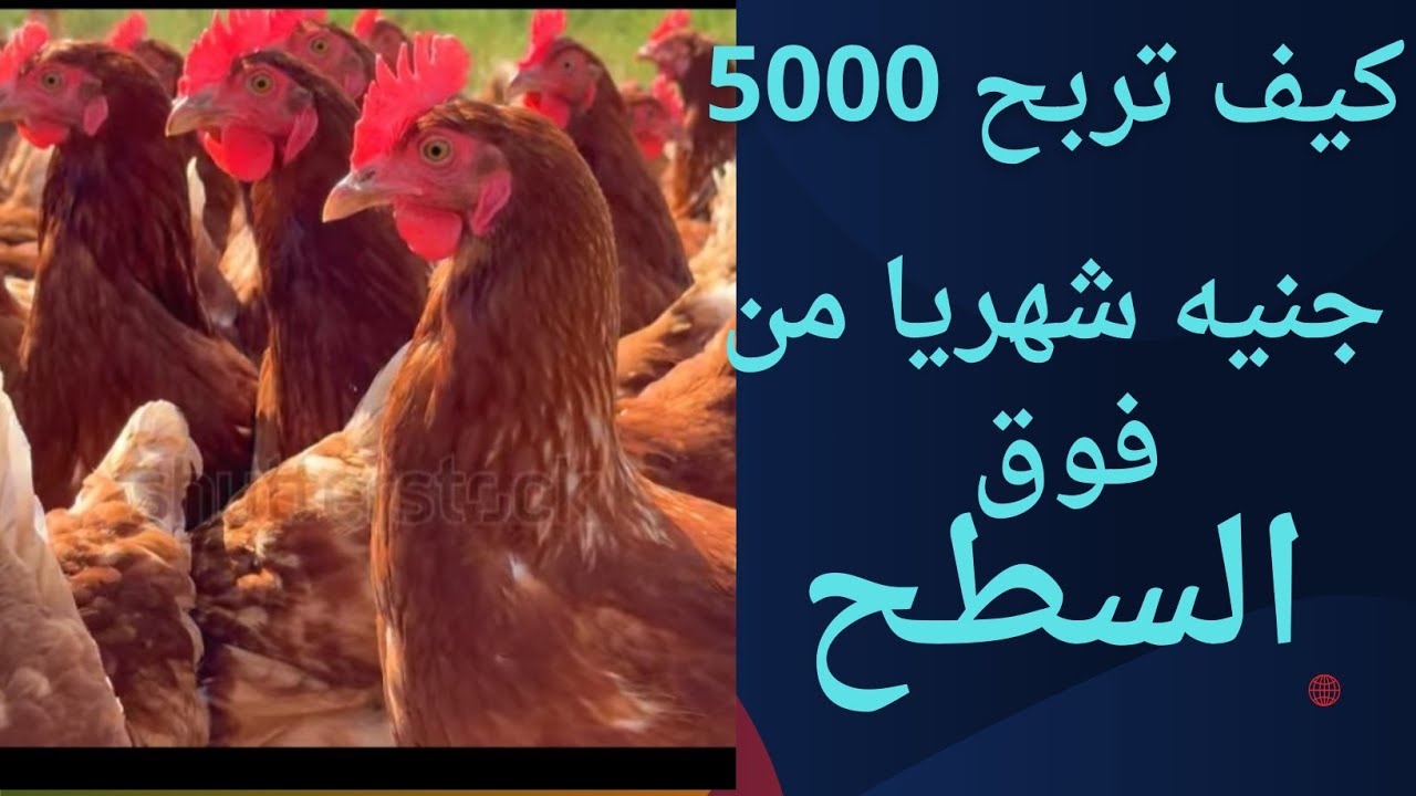  مشروع الذهب الأبيض :كيف تحقق ثروه من تربيه الدجاج البياض 