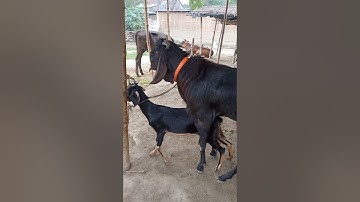 Beautiful Time Of Goat।animal lover #shorts jun27 season 3f