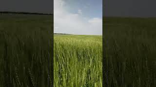Wheat Field Wind #shorts