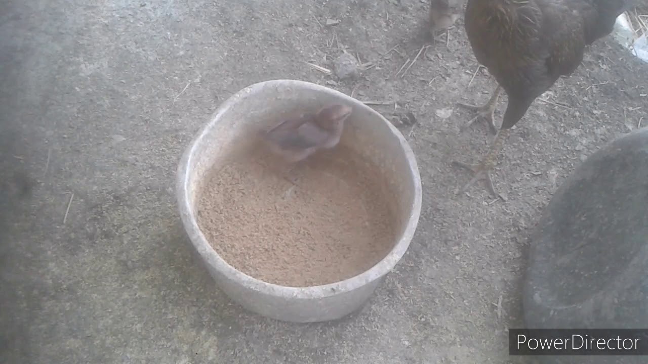 Sore pada siang hari - YouTube