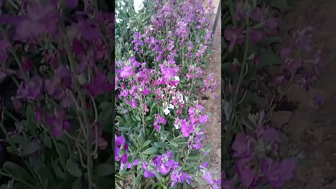 রংবেরঙের ফুল, অমৃত উদ্যান,রাষ্ট্রপতি ভবন।