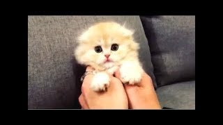 Подборка видео с милыми котятами. NEW 2018 by Самые смешные животные 1,157 views 5 years ago 9 minutes, 30 seconds