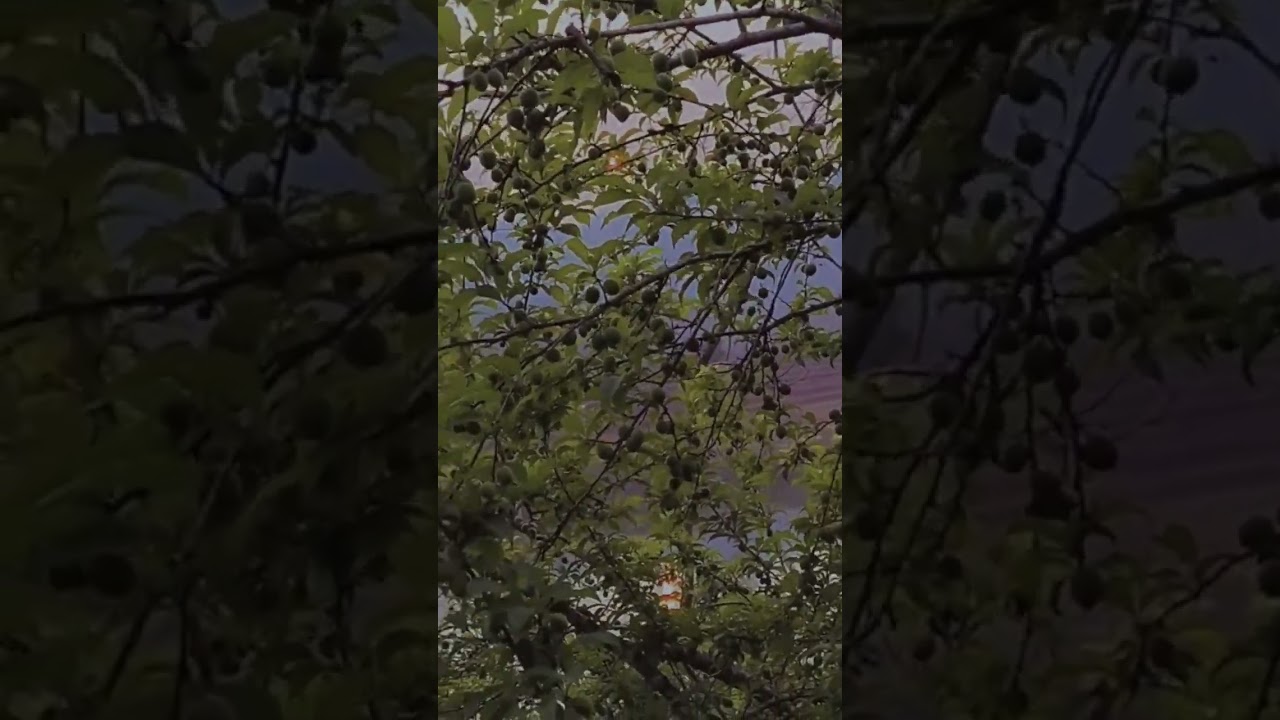 Mùa Mơ Sai Trĩu Quả Ở Tây Bắc #shorts | Qua Miền Tây Bắc