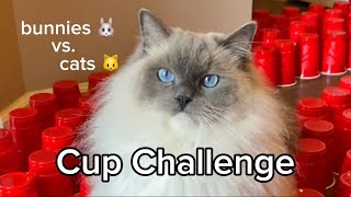 Bunnies and Cats Compete in Cup Maze Challenge by The Lexi Bunch 2,763 views 1 month ago 1 minute, 1 second