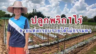 การสร้างอาชีพ | ปลูกพริก 1 ไร่ ส่งลูกเรียนจบมหาลัย ขายแต่ละรอบมีรายได้ไม่ธรรมดา