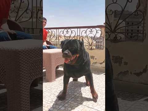 كلب الروت وايلر مزرعه عصابه الكلاب والقطط مصدر الثقه رقم واحد لانتاج سلاله كلاب الروت وايلر