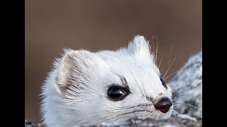 Weasel. Røyskatt i Finnmark, Varanger