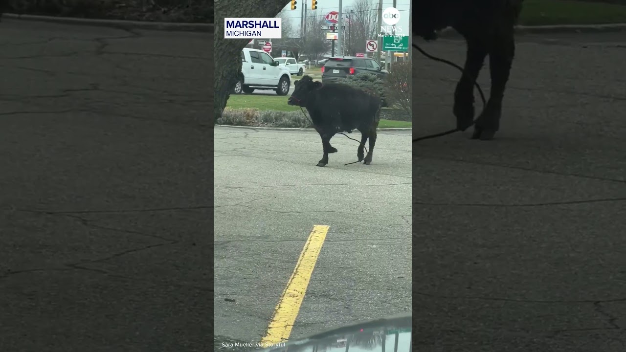 Cow runs loose in McDonald's parking lot