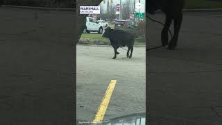 Celebrity Cow runs loose in McDonald's parking lot Profile