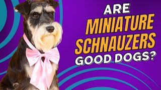Are Miniature Schnauzers Good Family Dogs? 10 Facts You Need to Know