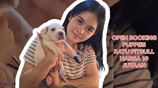 OPEN BOOKING PUPPIES MADEP RATU PITBULL INDONESIA ‼ START HARGA 10 JUTAAN ‼