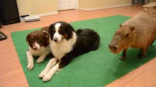 Trying To Eat With 2 Dogs And A Capybara