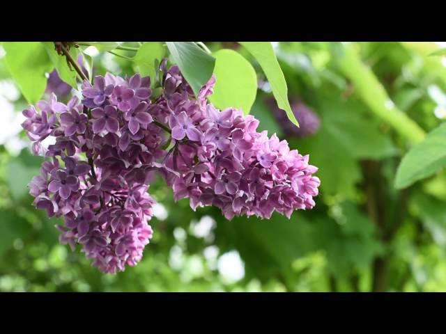 Ветка сирени заволокина. Одинокая ветка сирени. Одинокая ветка сирени видео. Гроздья сирени песня.