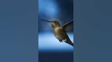 Burung Kolibri yang Luar Biasa (Difilmkan pada 600fps)