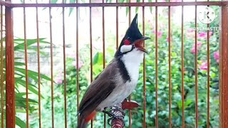 นกกรงหัวจุก 514 จ้าวคำหมาน #bulbulbird #jambul #chaomao #นกเบิ้ล #subscribe #video