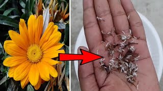 How to collect Gazania flower seeds Resimi