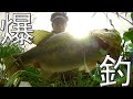 バス釣り　大大大爆釣！！むねおのソロ釣行！！