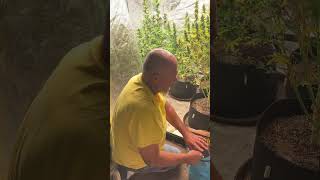 Episode 49 week 6 of flower Purple Dawn Fire. The Blind Bud Cultivator