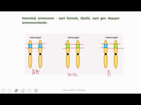 Video: Homoziqot və heterozigot xromosomlar arasındakı fərq nədir?