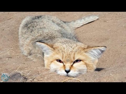 Video: Lucertole del deserto. Testa tonda dalle orecchie