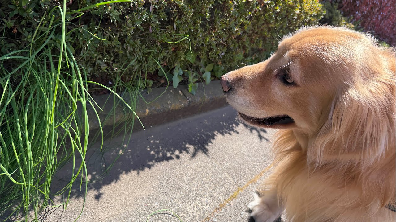 この草は絶対食べたらだめだわん