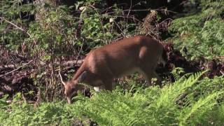 What does Deer Eat? screenshot 4