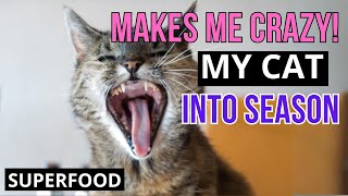 Help my Cat is screaming. What to do with Cat in HEAT? by Superfoods for CATS 50 views 3 weeks ago 5 minutes, 3 seconds