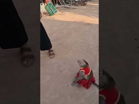 Shally chased after her mother aggressively.  #animal #monkey #funny #shally #yaya