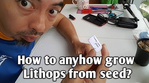 How to anyhow grow Lithops from seed?