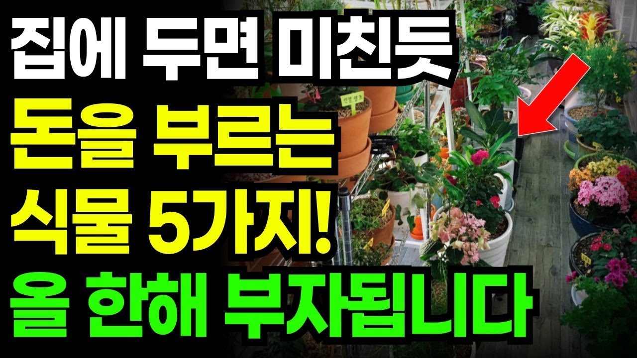 집안에 두면 가족의 건강운 재물운을 높여주는 '이 식물' 꼭 키우세요 ㅣ 여름에 키우면 복 들어오는 식물 ㅣ 식물풍수