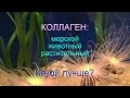 Коллаген: зачем и как его добавляют в  крем для лица