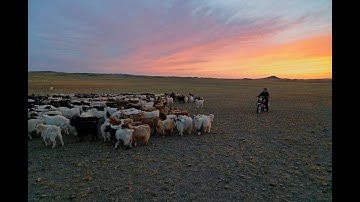 Restoring a Homeland: The Sustainable Cashmere Project