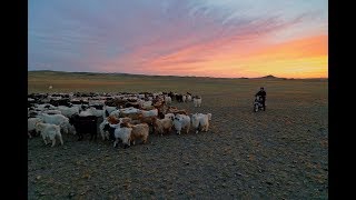 Restoring a Homeland: The Sustainable Cashmere Project
