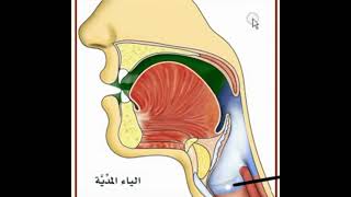 تدريبات على حروف المد